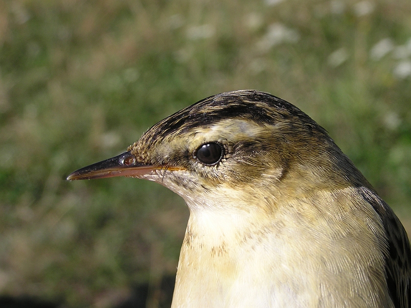 Sedge Warbler, Sundre 20080729